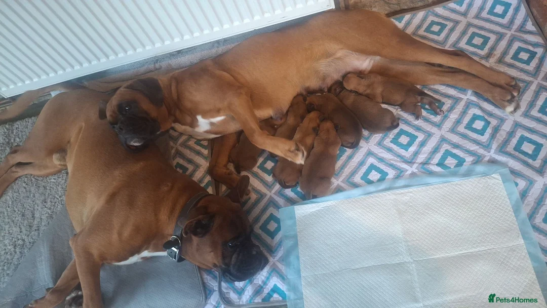 Boxer dogs for sale: Boxer Puppies - Advert 1
