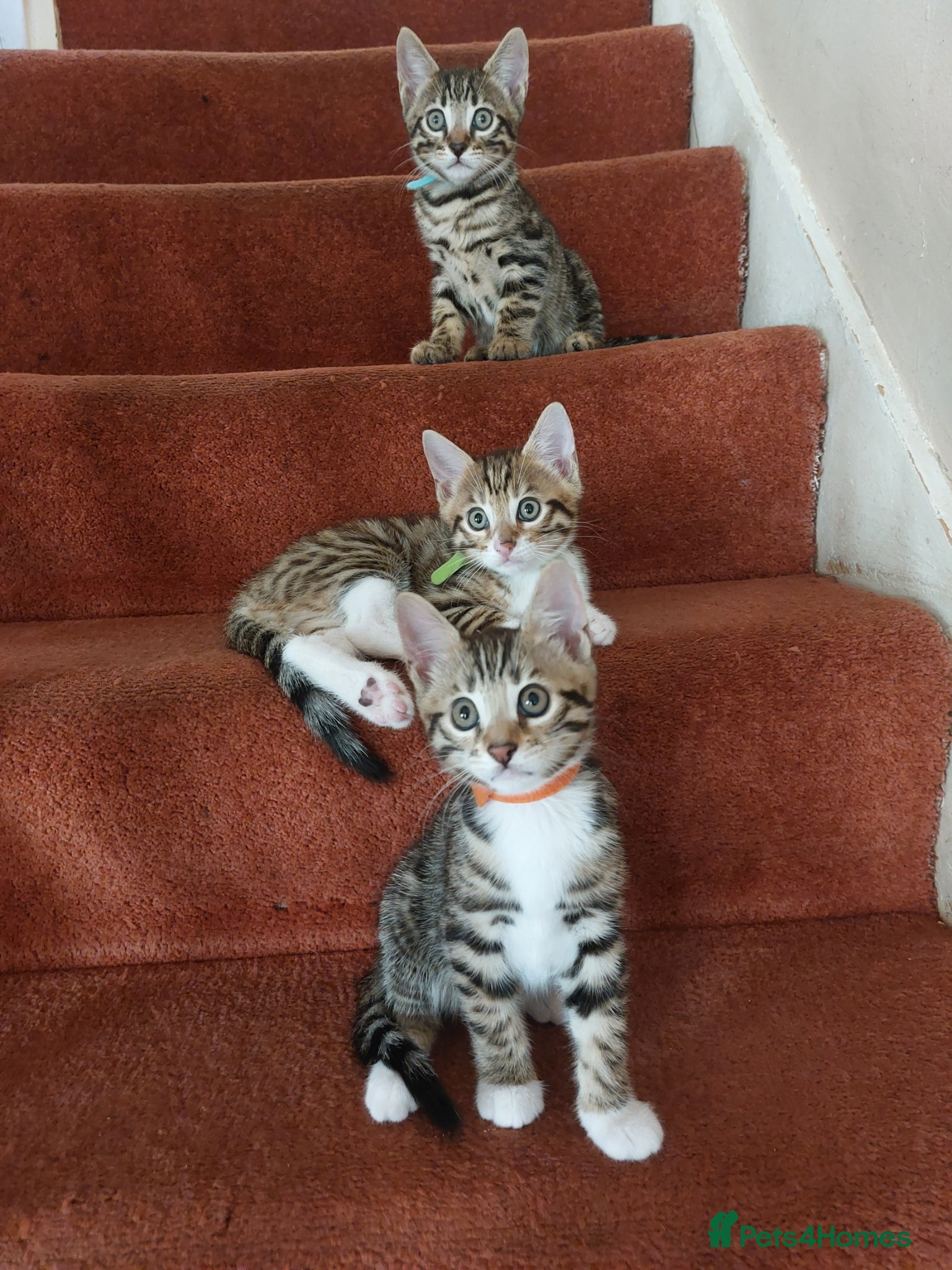 Bengal cats  Ready NOW!Mixed/x tabby/half bengal kittens💙💚🧡 - Advert 1