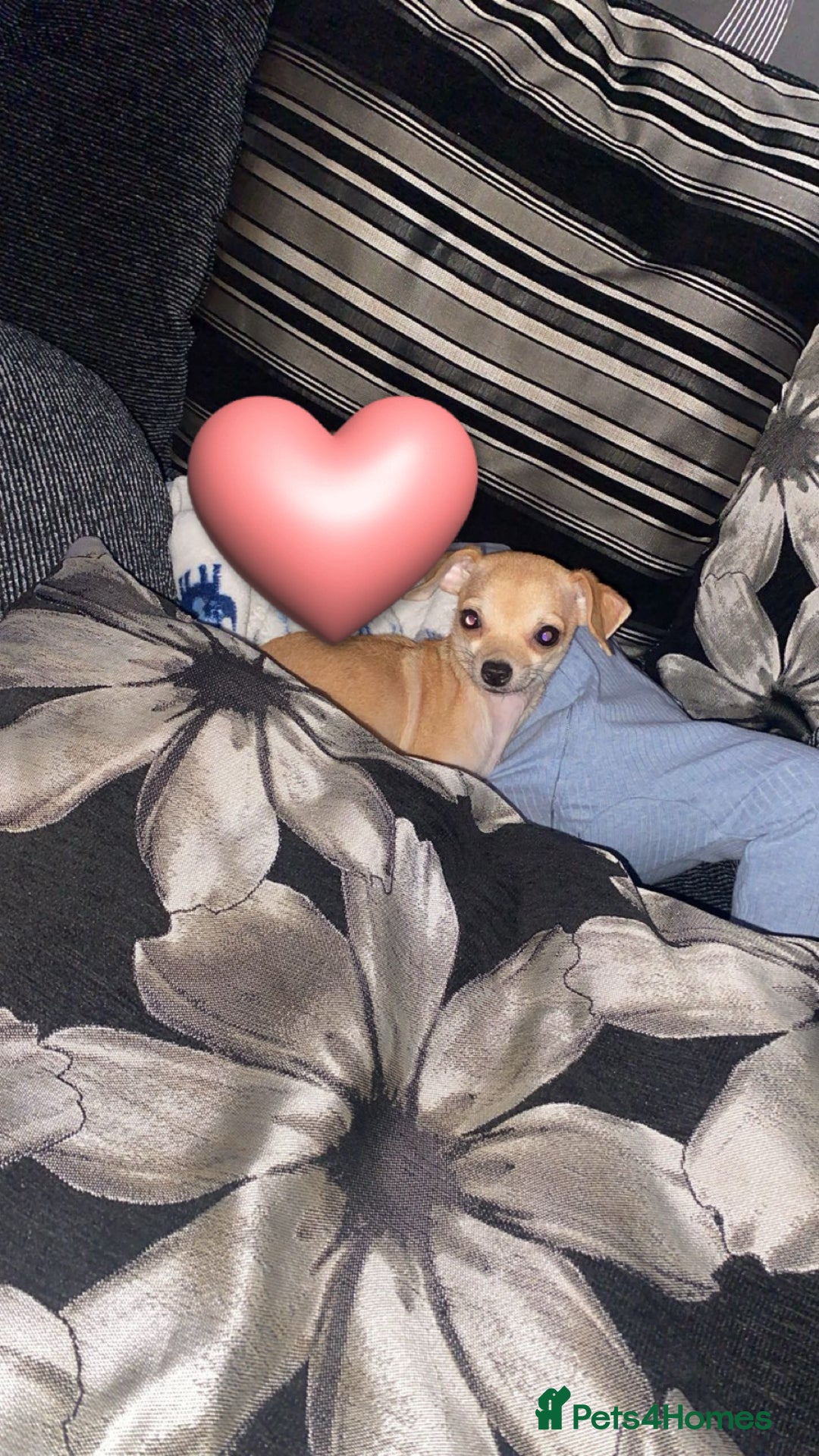 Chihuahua dogs for sale: She’s called princess  - Advert 1