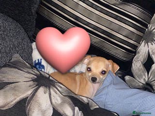 Chihuahua dogs She’s called princess - Advert 10