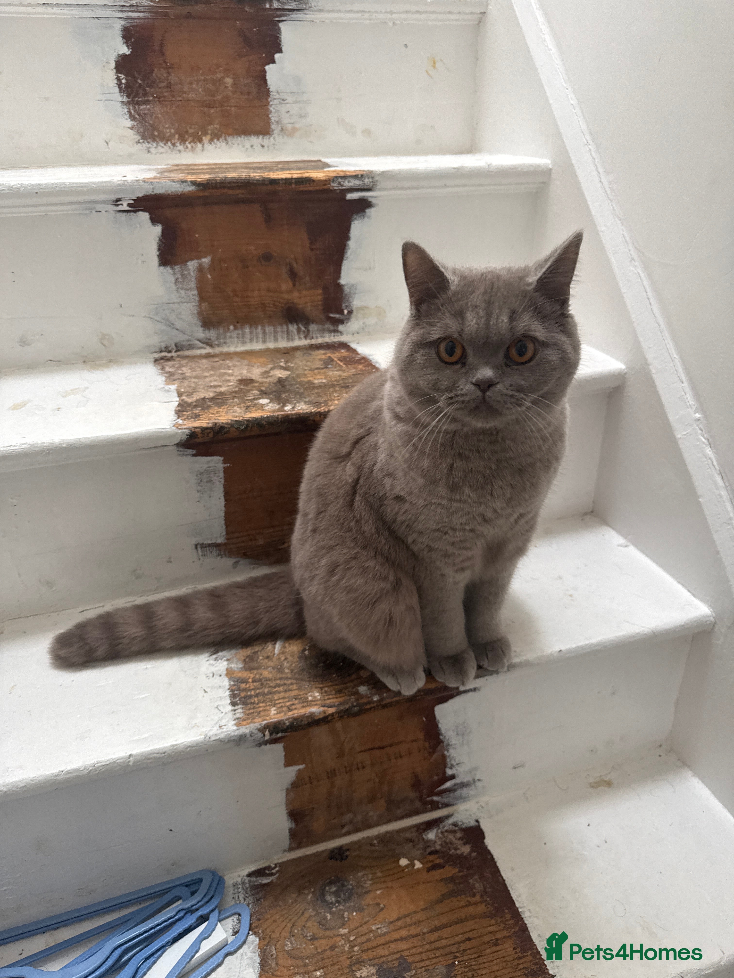 British Shorthair cats lilac british short hair - Advert 2