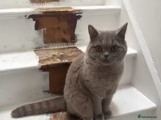 British Shorthair cats lilac british short hair - Advert 2