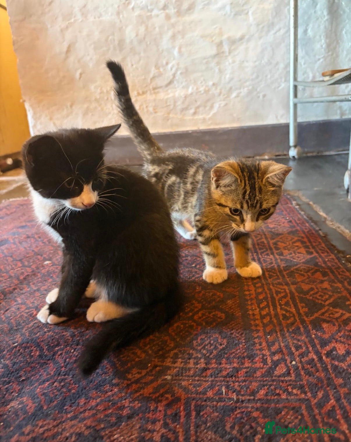 Mixed Breed cats Two kittens ready to leave home - Advert 2