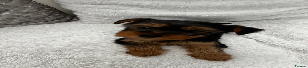 Yorkshire Terrier Puppy 3