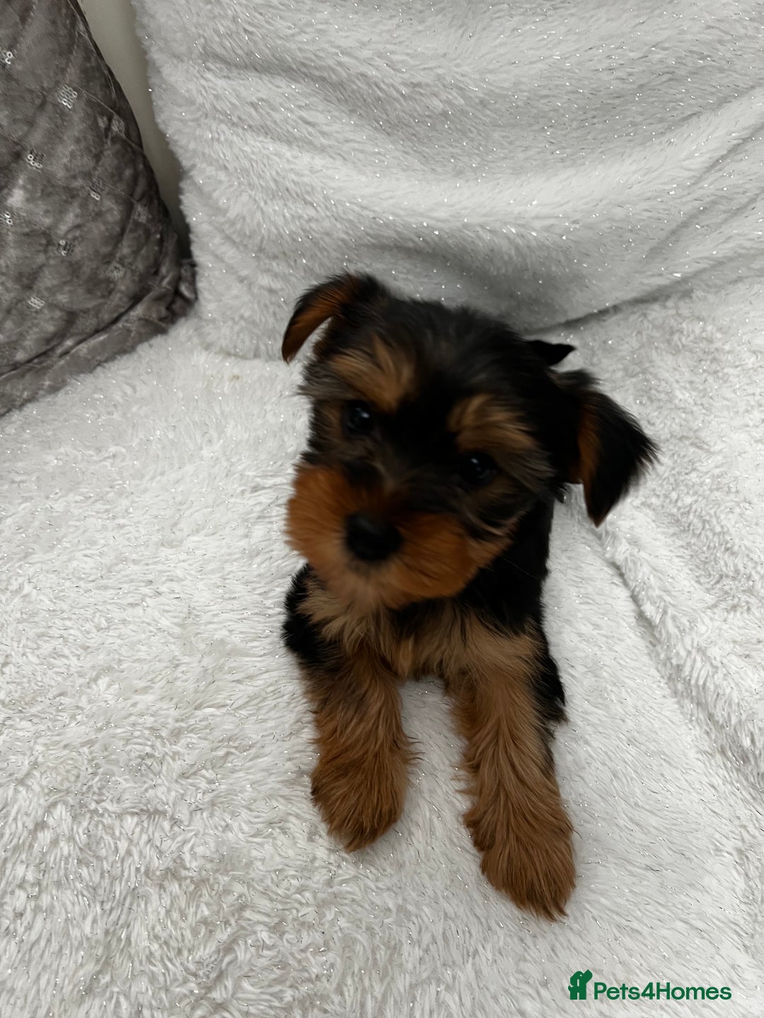 Yorkshire Terrier dogs for sale: Pedigree Yorkshire terriers ready to leave - Image 2