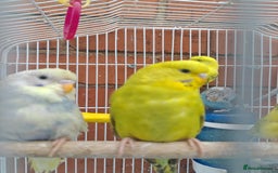 Budgerigars birds for sale: Budgies  - Image 1