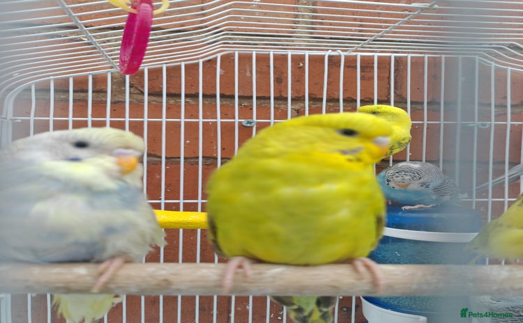 Budgerigars birds - Advert 1