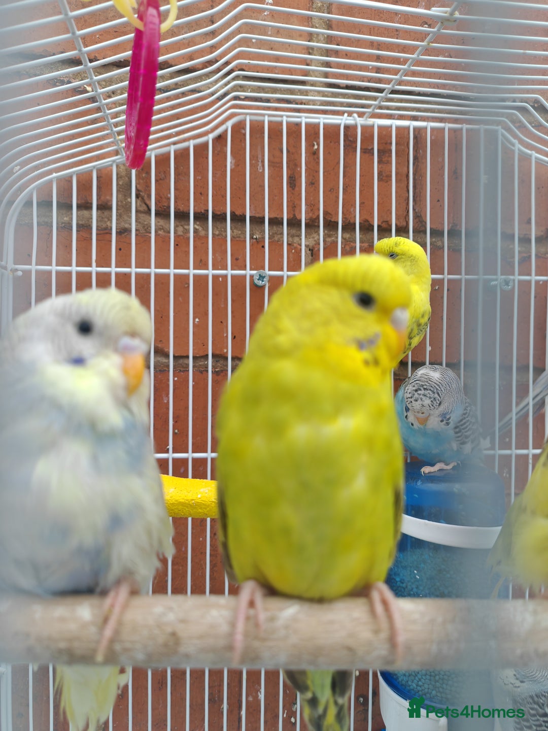 Budgerigars birds for sale: Budgies  - Image 1