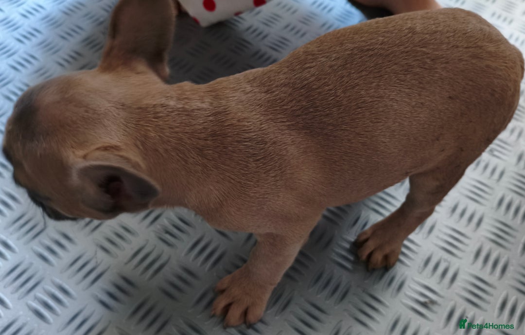 French Bulldog dogs for sale: French Bulldog Puppies looking for their home  - Advert 11