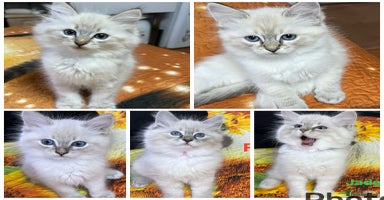 Ragdoll cats - Advert 9