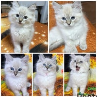 Ragdoll cats - Advert 14