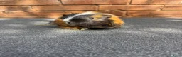 Guinea Pig rodents for sale: Stunning Tri Coloured Male Guinea Pig  - Advert 9