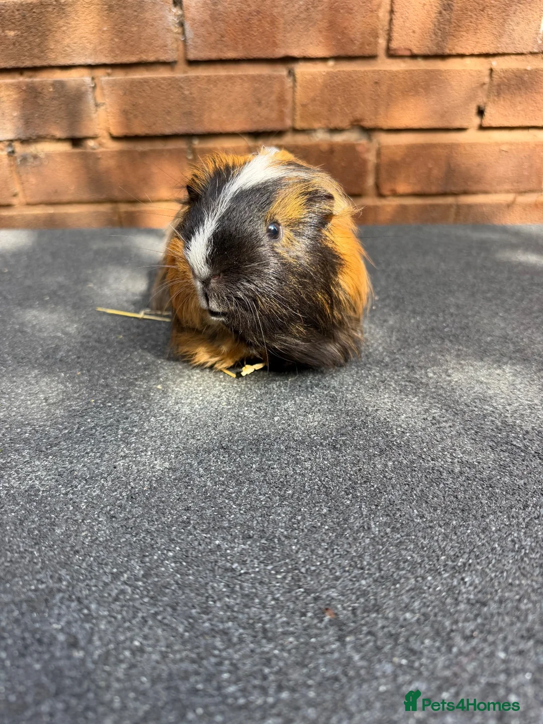 Guinea Pig rodents for sale: Stunning Tri Coloured Male Guinea Pig  - Advert 9