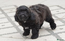 Poochon dogs for sale: F1 Poochon puppy for sale - Image 10