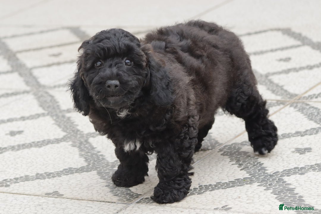 Poochon dogs for sale: F1 Poochon puppy for sale - Image 10