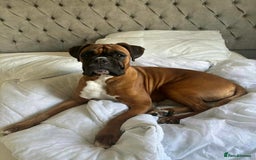Boxer dogs for sale: ⭐️ Champion bloodline KC bobtail/tailed puppies ⭐️ - Image 7