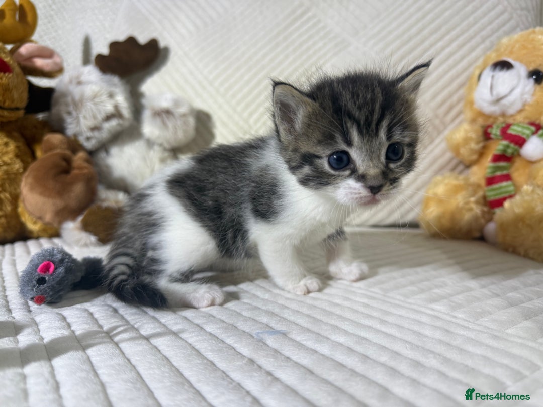 Mixed Breed cats for sale: Beautiful Ragdoll mixed kittens for Sale  - Advert 3