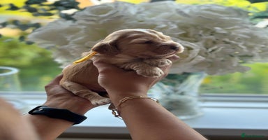 Cocker Spaniel dogs - Advert 5