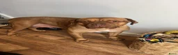 Mixed Breed dogs for sale: Douge De Bordeaux X German Shepard's - Advert 1