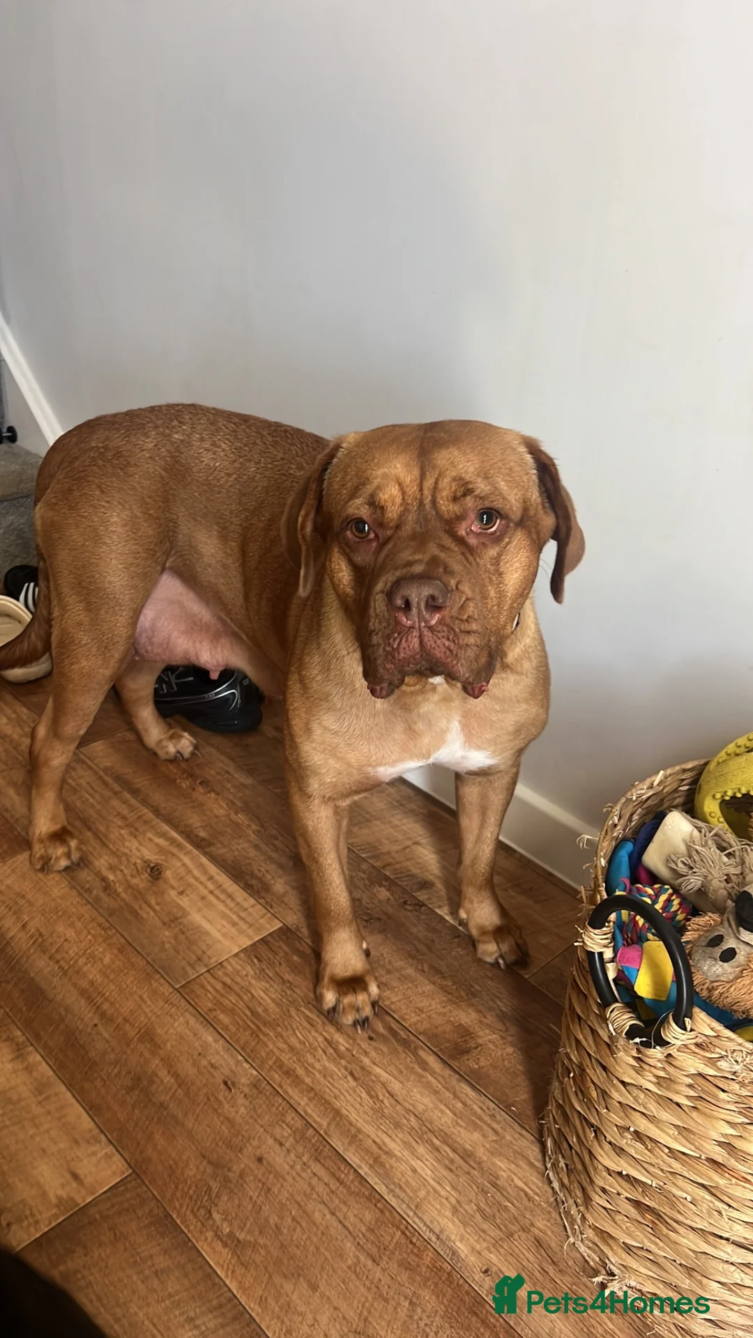 Mixed Breed dogs for sale: Douge De Bordeaux X German Shepard's - Advert 1