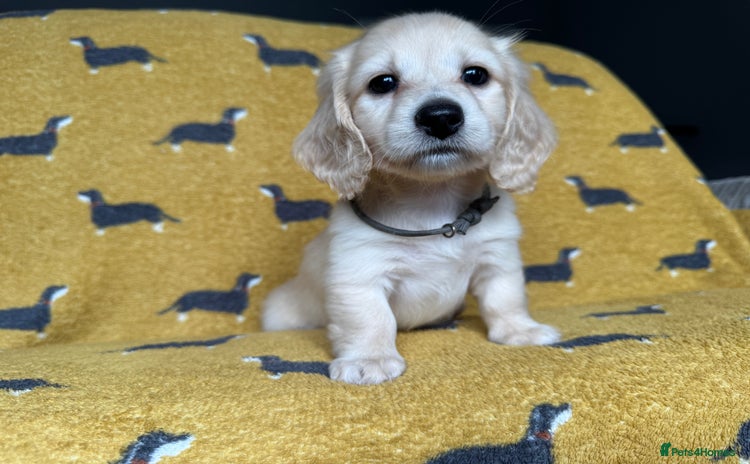 Miniature Dachshund dogs - Advert 14