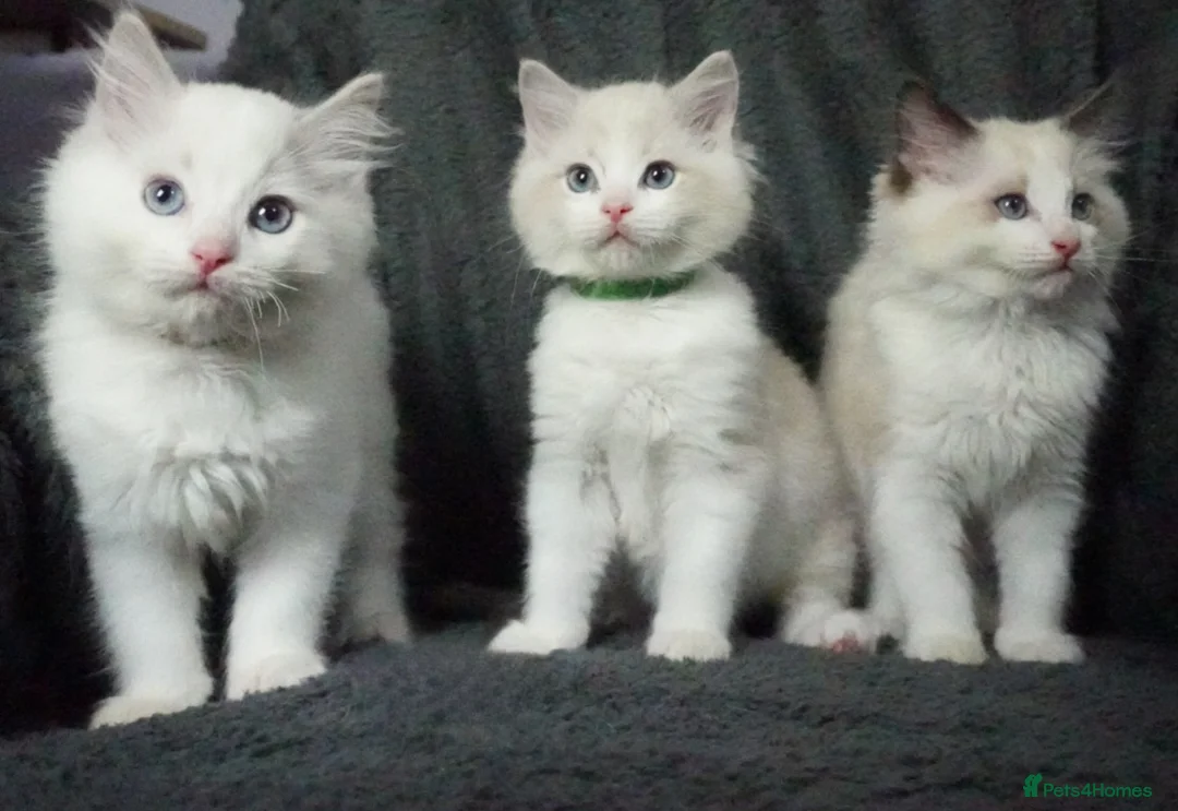 Ragdoll cats for sale: Six Ragdoll Kittens - Advert 28