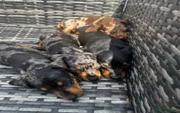 Miniature Dachshund dogs for sale: Miniature dachshund reddy for new homes - Image 12