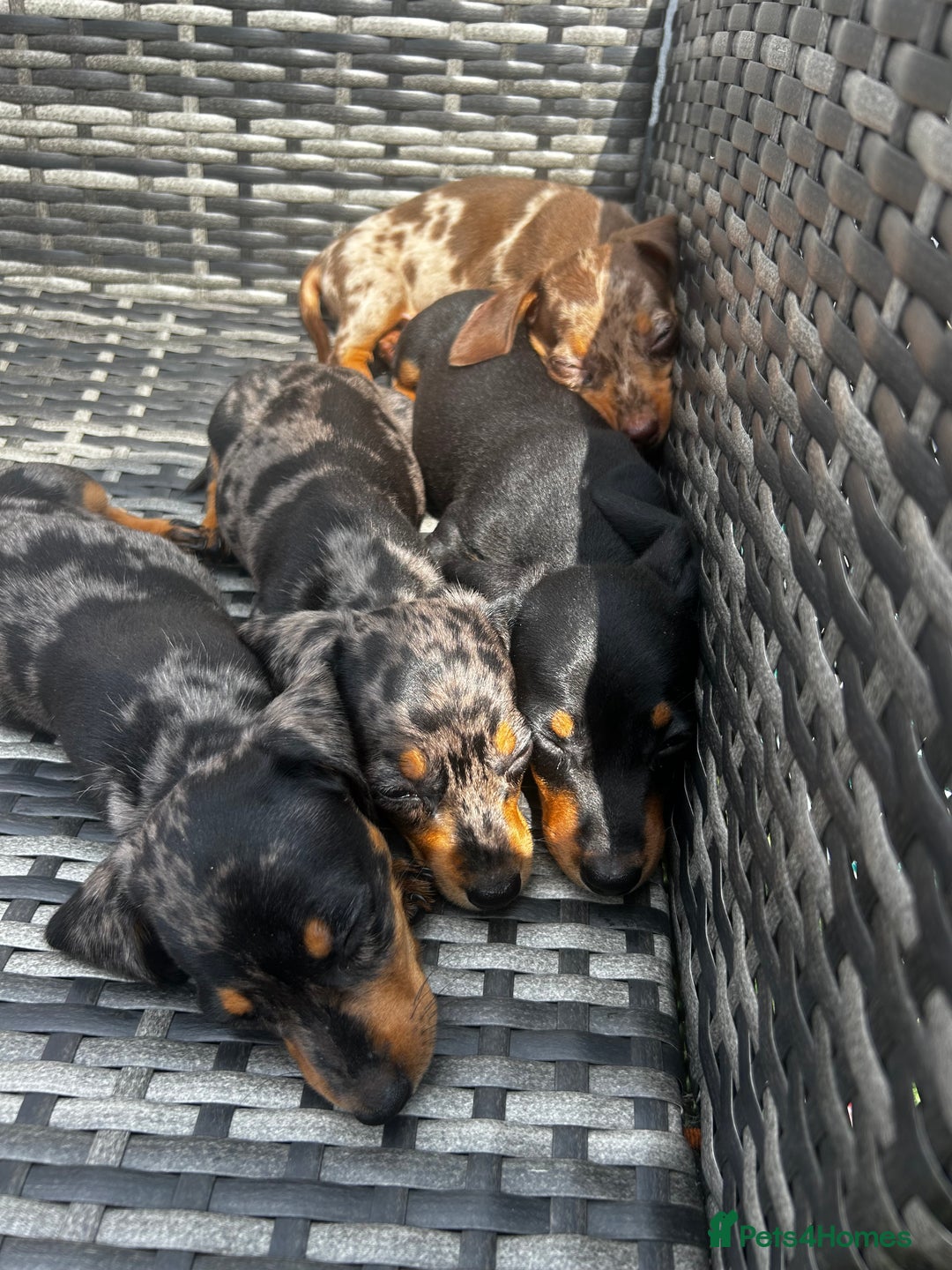 Miniature Dachshund dogs for sale: Miniature dachshund reddy for new homes - Image 12