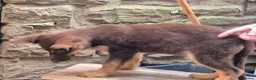 German Shepherd dogs for sale: *RARE* LIVER AND ISOBELLA GERMAN SHEPHERD PUPS - Advert 22