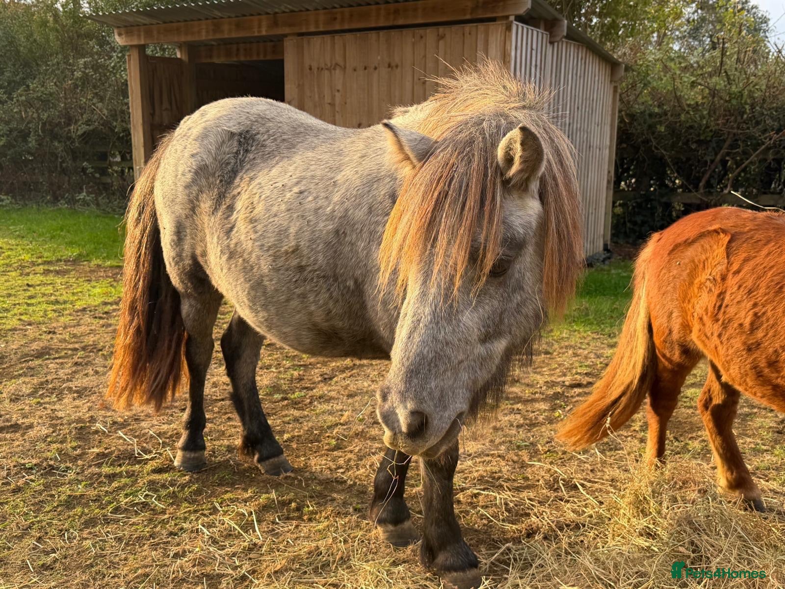Shetland pony horses Beautiful Registered Grey Standard Shetland - Advert 3
