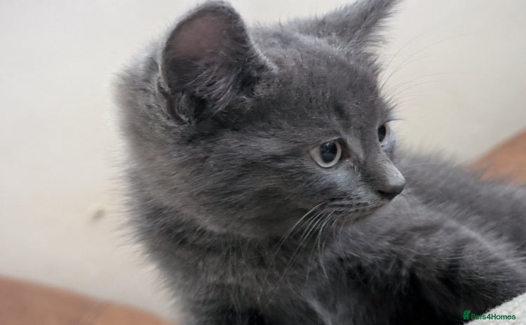 Mixed Breed cats - Advert 11
