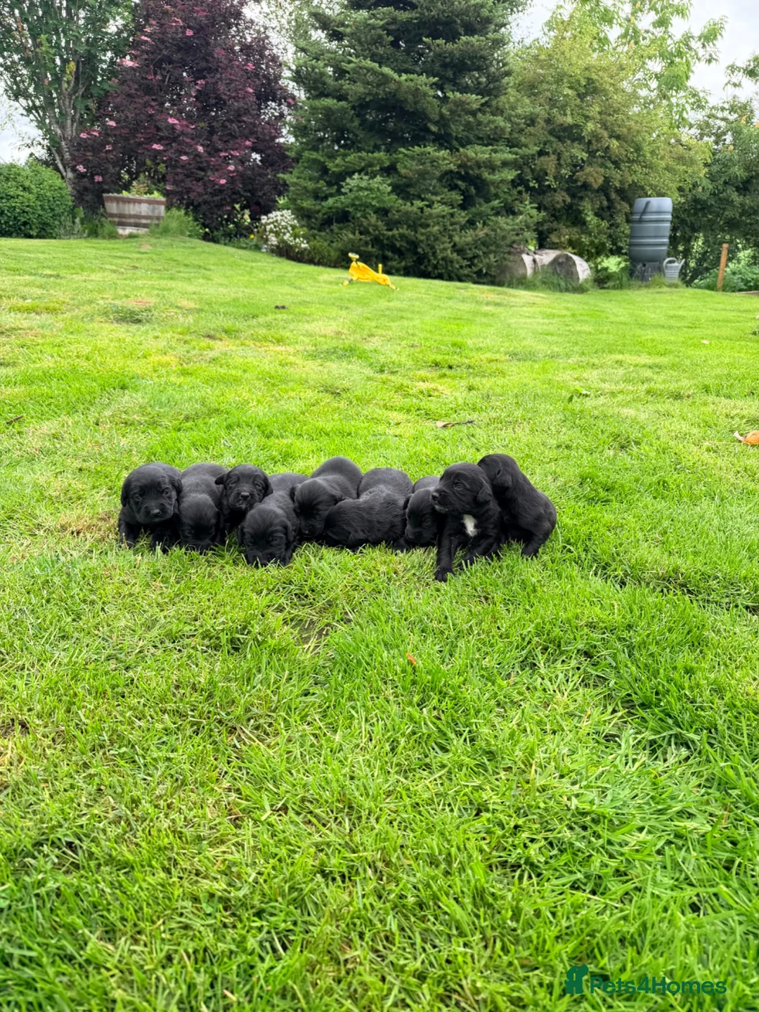 Springador dogs for sale: Springador Puppies in Insch - Advert 8