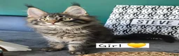 Maine Coon cats for sale: Pedigree TICA Maine Coon kittens READY  - Advert 12