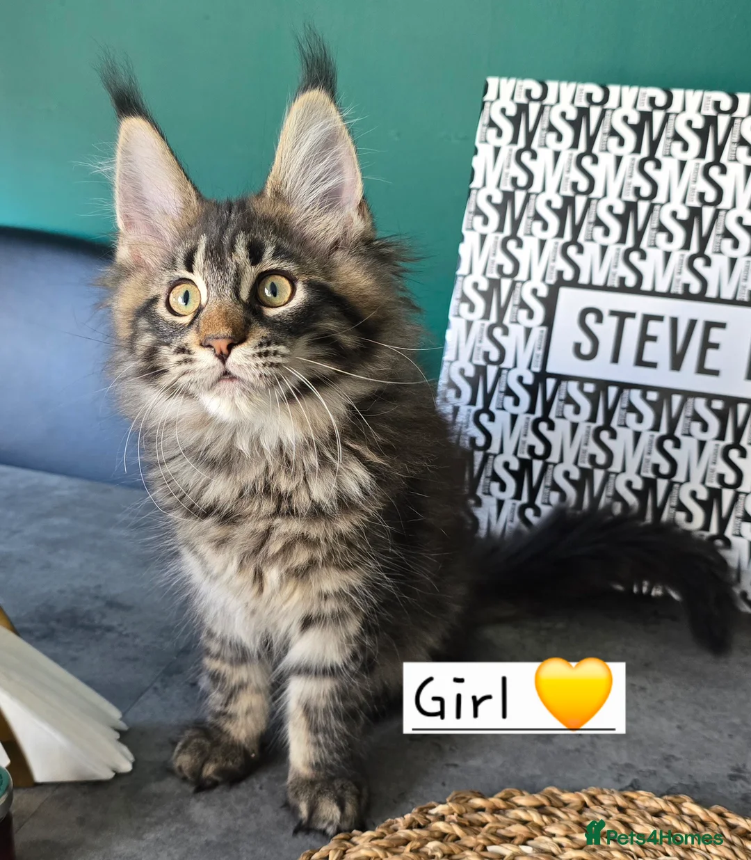 Maine Coon cats for sale: Pedigree TICA Maine Coon kittens READY  - Advert 12