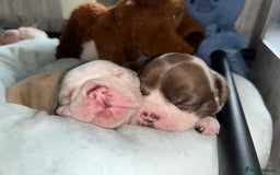 Olde English Bulldogge dogs for sale: Must See! Olde English Puppies  - Image 14
