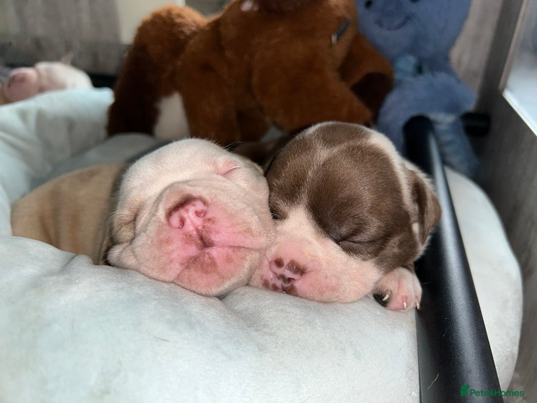 Olde English Bulldogge dogs for sale: Must See! Olde English Puppies  - Image 14