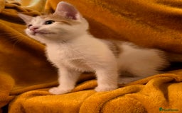 Mixed Breed cats for sale: 4 boys and 2 girls Family-Raised, Well-Socialised  - Image 26