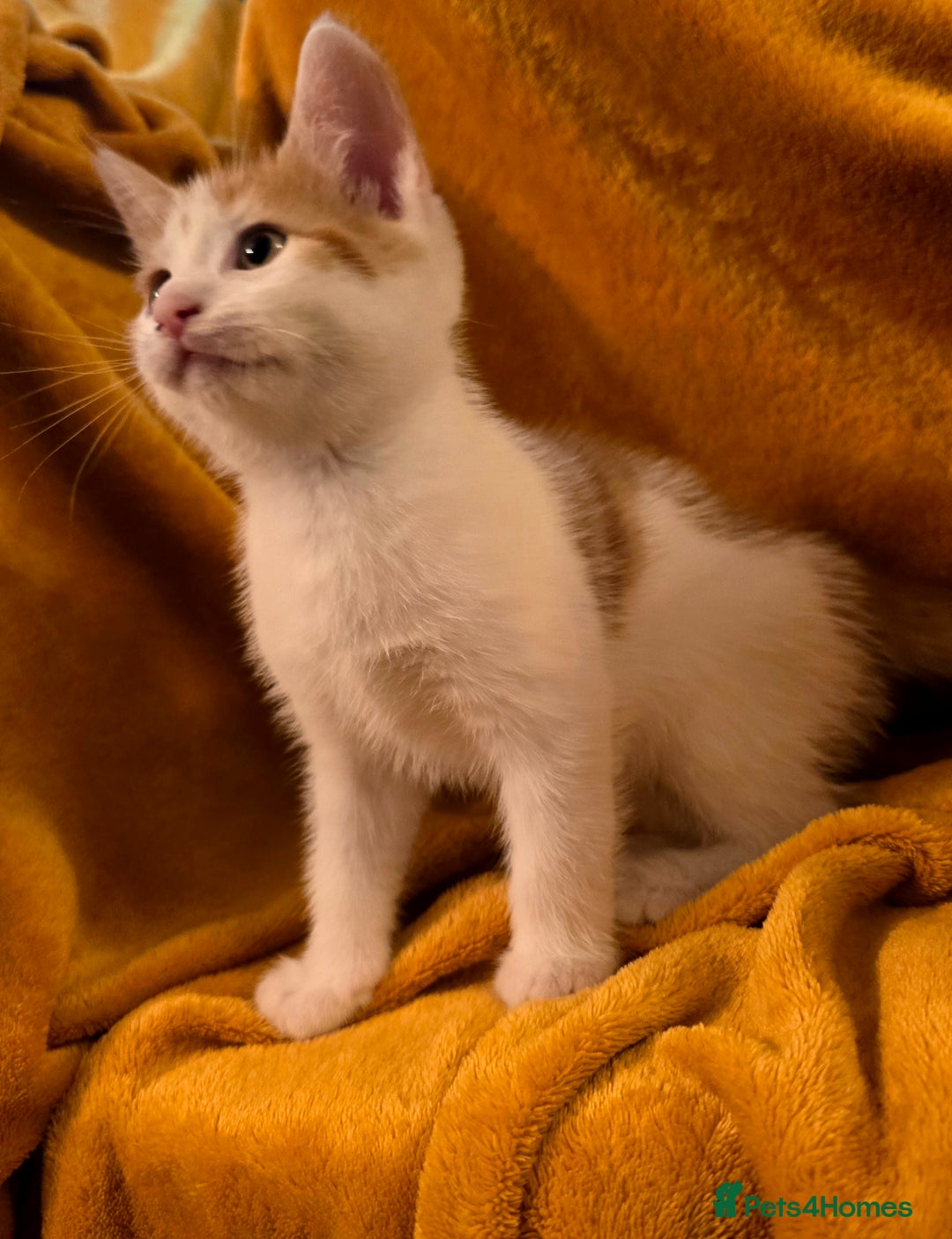 Mixed Breed cats for sale: 4 boys and 2 girls Family-Raised, Well-Socialised  - Image 26