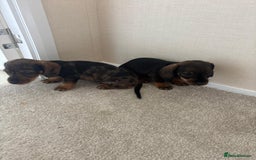 Dachshund dogs for sale: Adorable dachshund puppies - Image 7