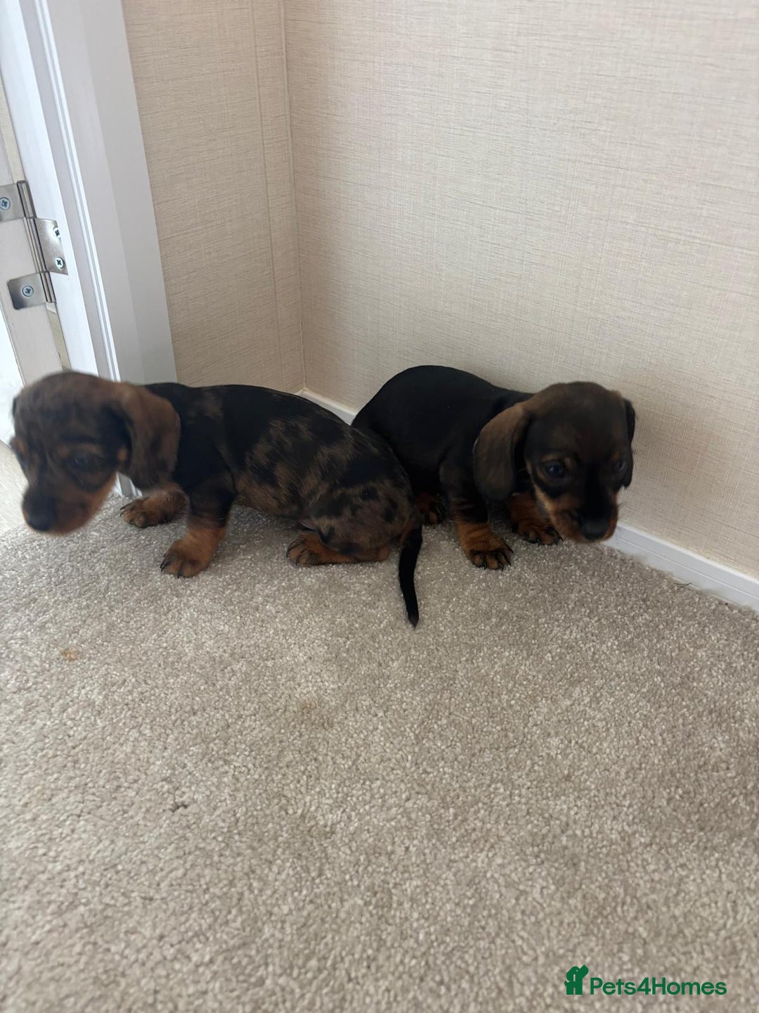 Dachshund dogs for sale: Adorable dachshund puppies - Image 7