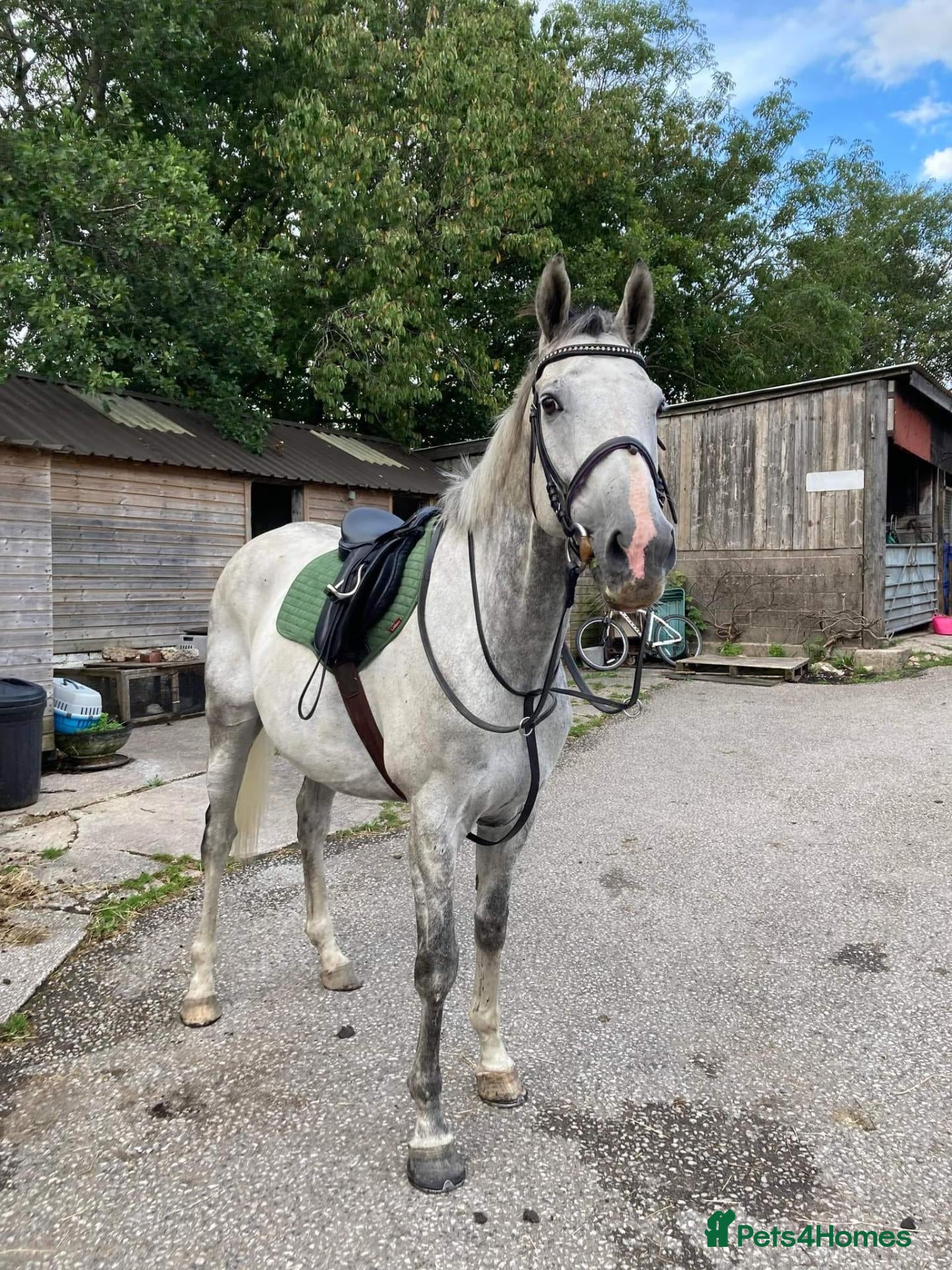 English Thoroughbred horses Part loan - Advert 1