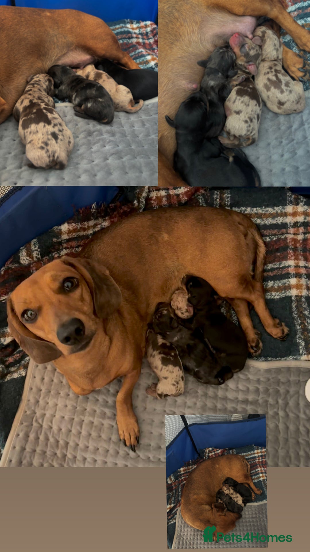 Dachshund dogs for sale: Dachshund Puppies Looking for forever Homes - Image 12