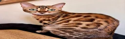Bengal cats for sale: Female Bengal kittens x3 TICA registered  - Advert 5