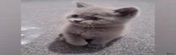 Scottish Fold cats for sale:  🐱🐾 BEAUTIFUL LILAC KITTEN LAST ONE AVAILABLE  - Advert 2