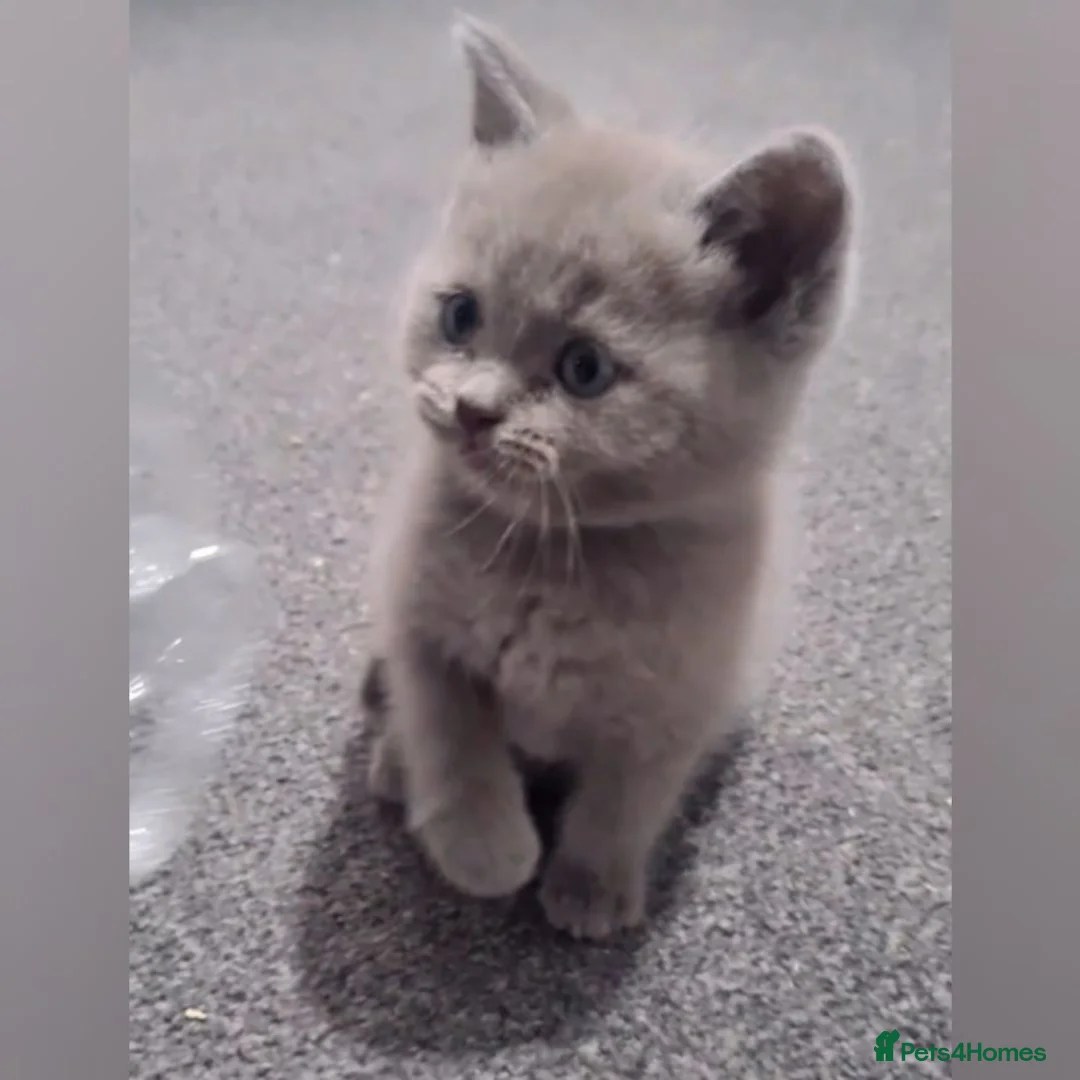 Scottish Fold cats for sale:  🐱🐾 BEAUTIFUL LILAC KITTEN LAST ONE AVAILABLE  - Advert 2