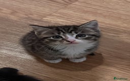 Domestic Shorthair cats for sale: 5 Tabby & Tuxedo kittens for sale - Image 25