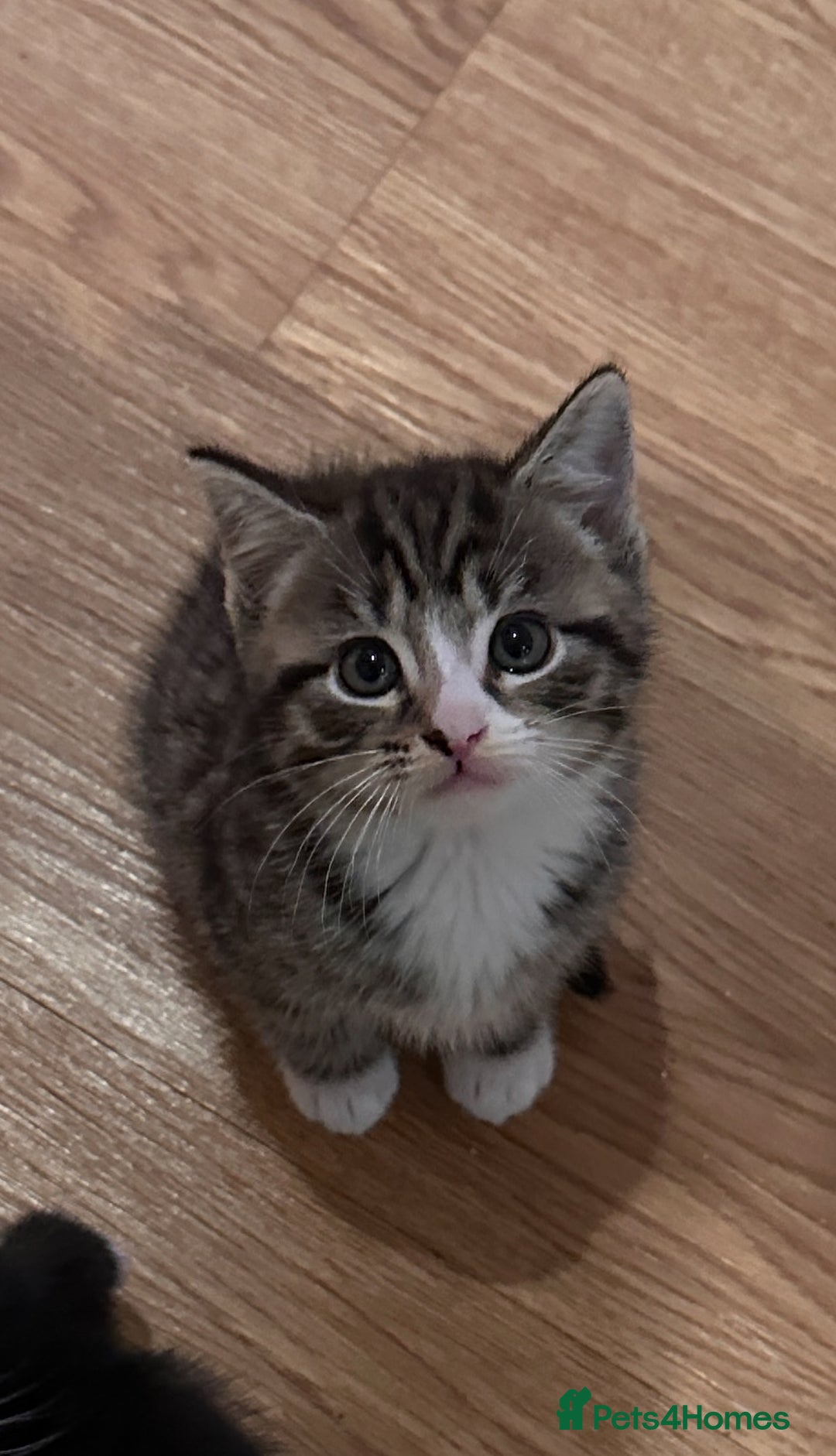 Domestic Shorthair cats for sale: 5 Tabby & Tuxedo kittens for sale - Image 25