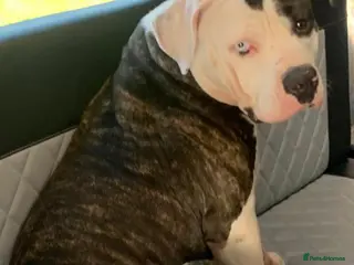 American Bulldog dogs American Bulldog puppies - Advert 1