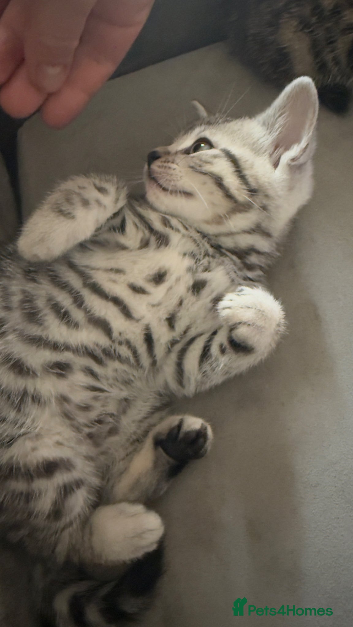 British Shorthair cats Half British shorthair kittens - Advert 17