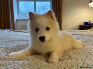 Pomsky dogs F3 pomsky puppies - Advert 4